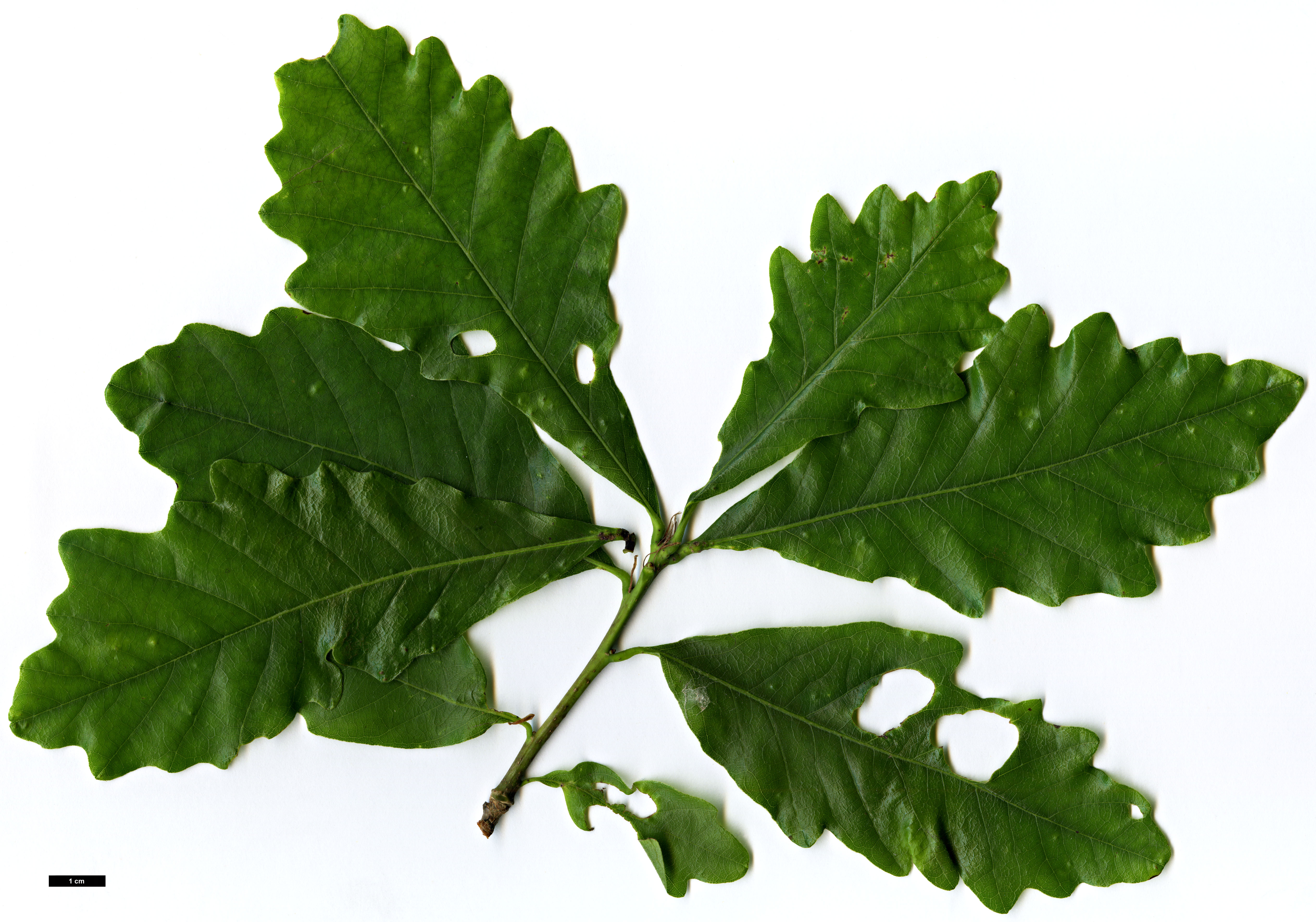 High resolution image: Family: Fagaceae - Genus: Quercus - Taxon: bicolor × Q.michauxii